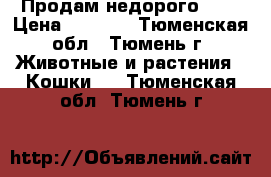 Продам недорого !!! › Цена ­ 1 200 - Тюменская обл., Тюмень г. Животные и растения » Кошки   . Тюменская обл.,Тюмень г.